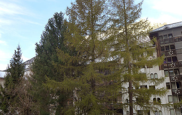 Jonquilles - Photo 6